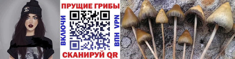 сколько стоит  Зеленогорск  Галлюциногенные грибы MAGIC MUSHROOMS 