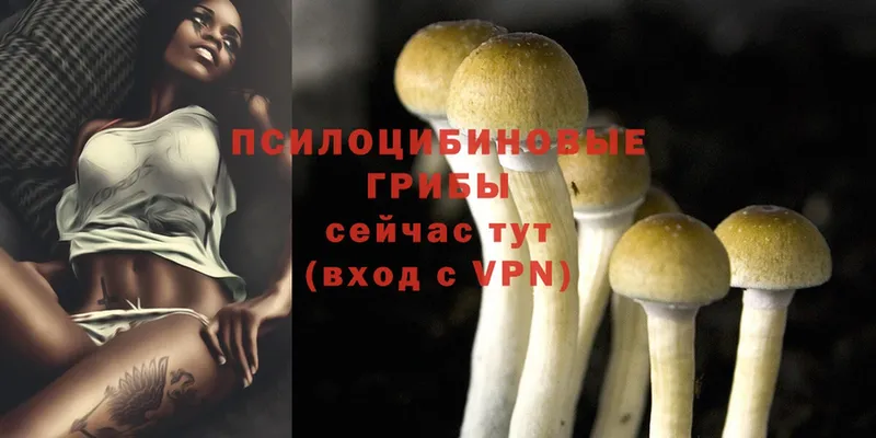 Псилоцибиновые грибы Cubensis  Зеленогорск 